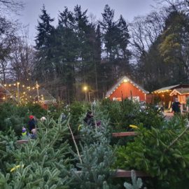 Weihnachtsbaumverkauf in der Försterei