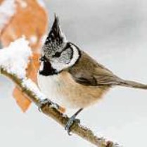 Vogelwelt im Winter (NABU)
