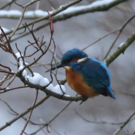 Winterliche Vogelwelt in der Niendorfer Feldmark (NABU) Winterliche Vogelwelt in der Niendorfer Feldmark (NABU)